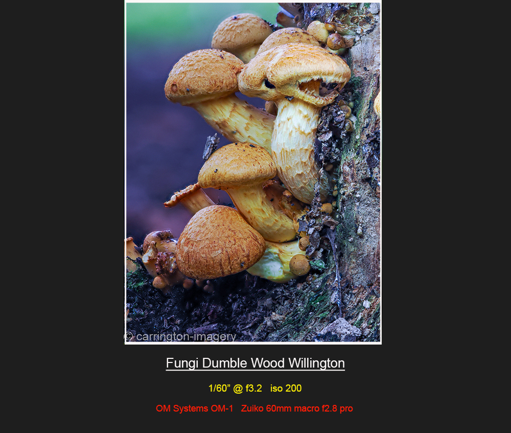 Fungi in Dumble Wood